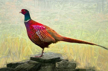 プレザントキジ、2018、